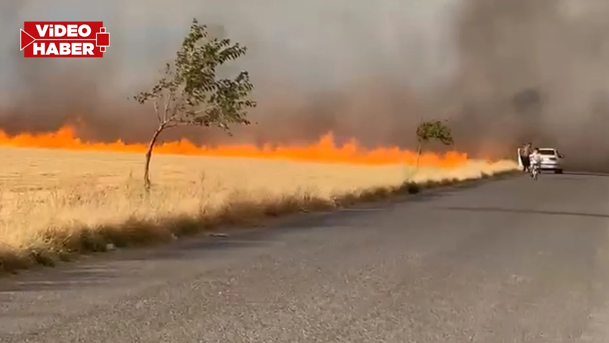 Şanlıurfa’da çiftçinin emeği kül oldu! Onlarca dönüm ekili alan alevlere teslim