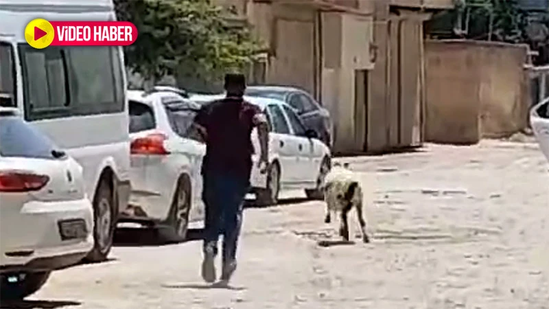Kurban Bayramı manzaraları: Şanlıurfa’da kurbanlık koyun kaçtı
