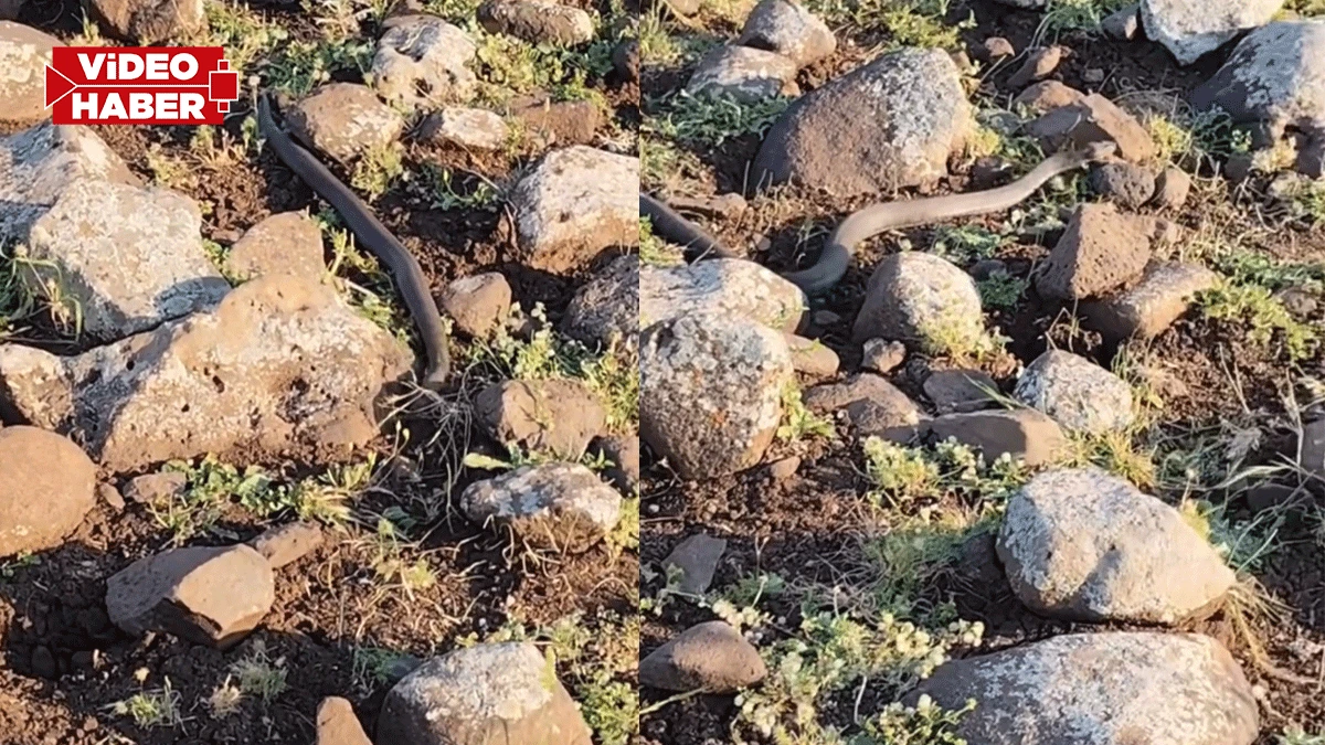 Şanlıurfa’da Karacadağ bölgesinde karayılan görüldü