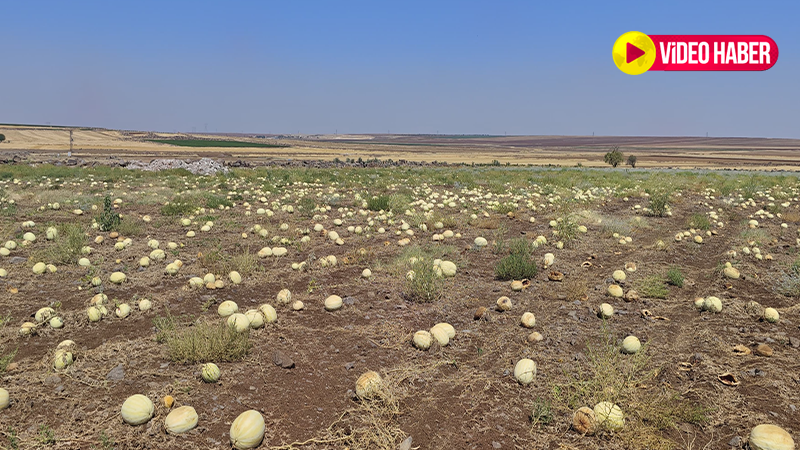 Şanlıurfa’da karpuz tarlada çürüyor!