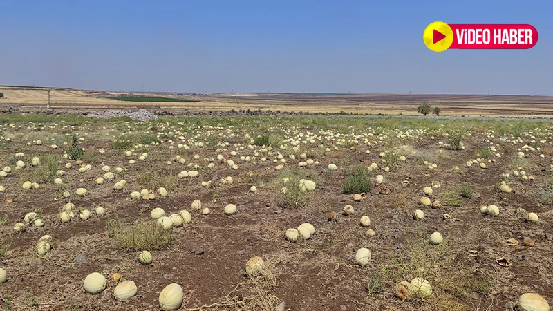 Şanlıurfa’da karpuz tarlada çürüyor!