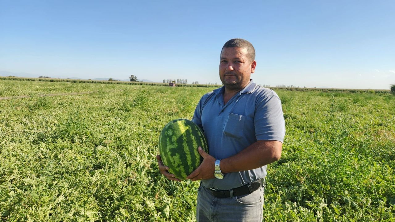 Karpuz dibe vurdu! Çiftçi toplamak yerine vatandaşa bedava dağıtıyor