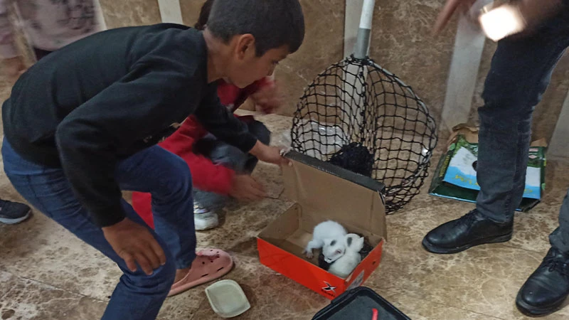Şanlıurfa’da havalandırma boşluğuna düşen yavru kediler kurtarıldı