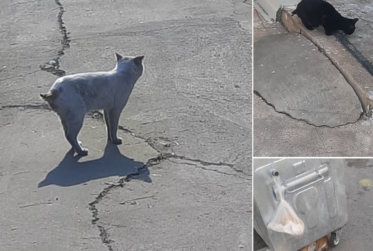 Şanlıurfa'da kedilerin kuyruğu kesildi! Muhtardan büyü iddiası