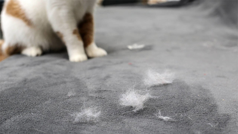 Akciğerine kedi tüyü kaçan adam hayatını kaybetti!