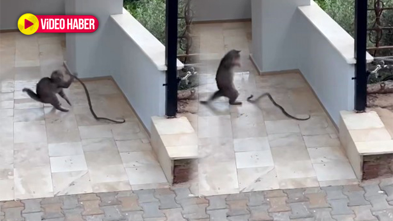 Bahçede korku dolu anlar! Kedi-yılan mücadelesi kamerada