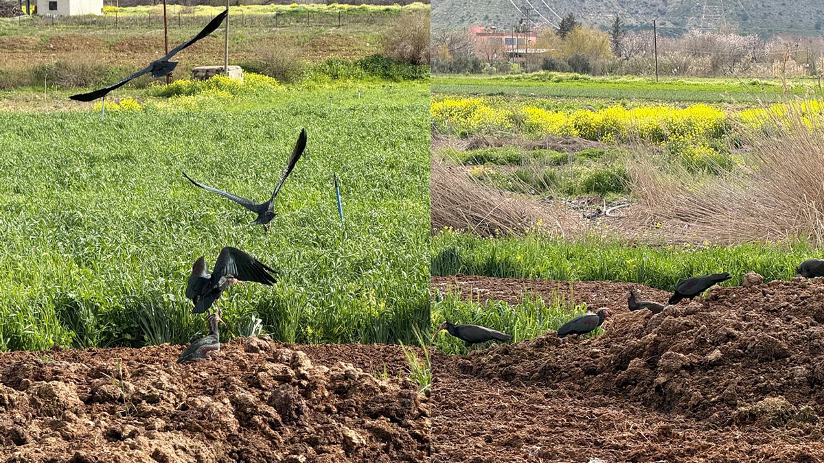 Şanlıurfa’da kelaynaklar yeniden doğada! Nesli tükenme tehlikesi altında