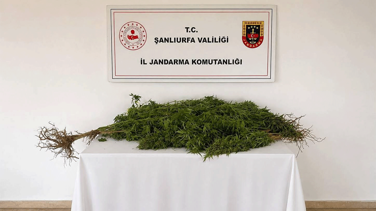 Şanlıurfa’da yasadışı ekim yapan şahıs yakalandı
