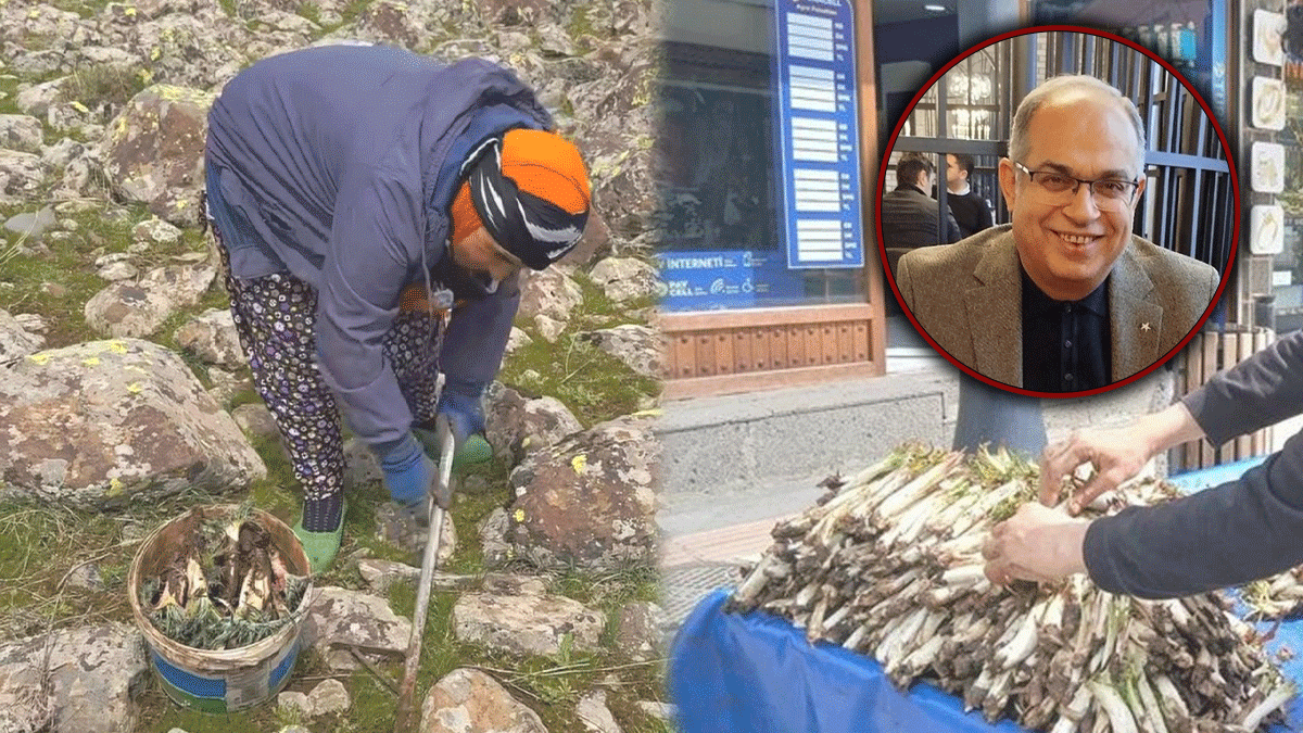 Şanlıurfa’da 'kenger' mesaisi başladı: Yılda sadece 25 gün taze bulunuyor