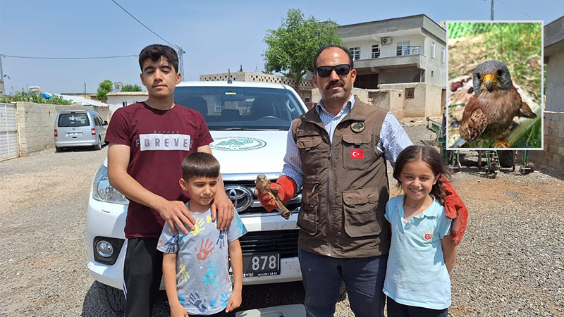 Şanlıurfa'da bitkin kerkenez kuşu bulundu: Tedavi altında!