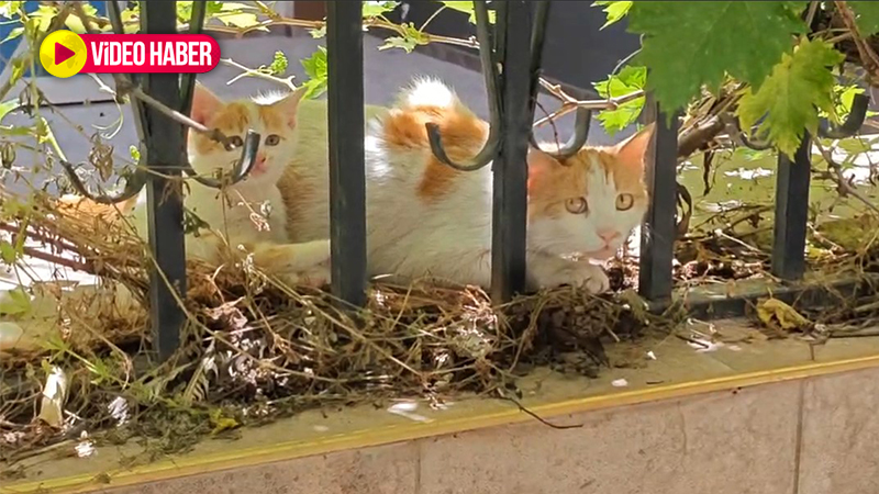 Yavru kedi mahsur kaldı: Annesi yavrusunun kurtarılmasını bekledi