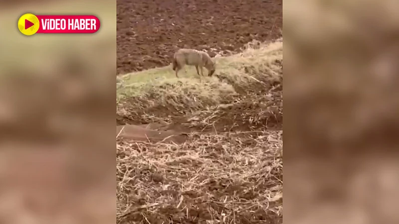 Doğada nadir rastlanıyor: Şanlıurfa’da görüldü