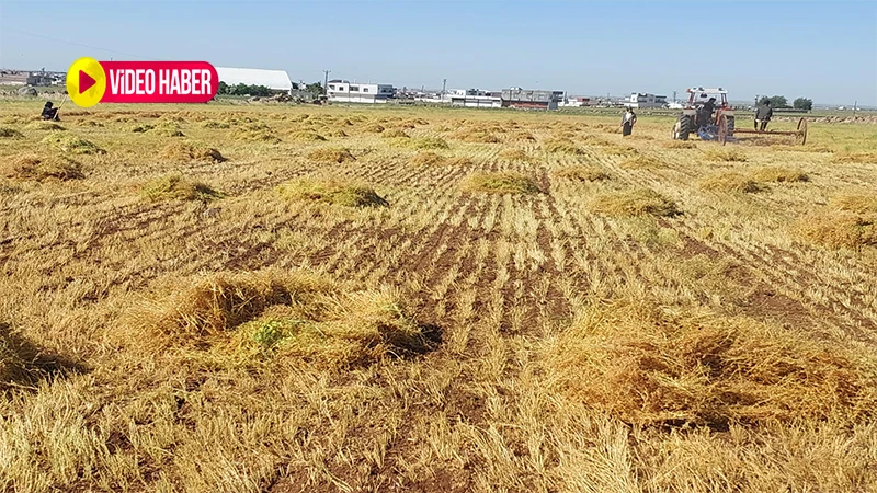 Şanlıurfa’da kırmızı altın bereketi!