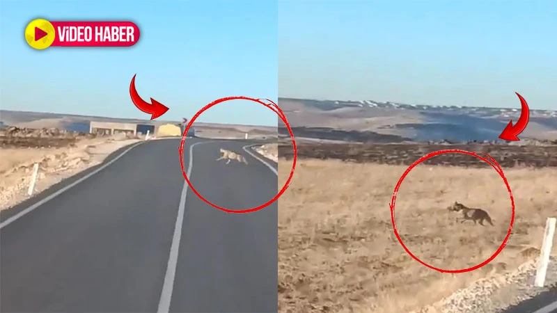 Kırmızı listede yer alıyor! Şanlıurfa’da görüntülendi…