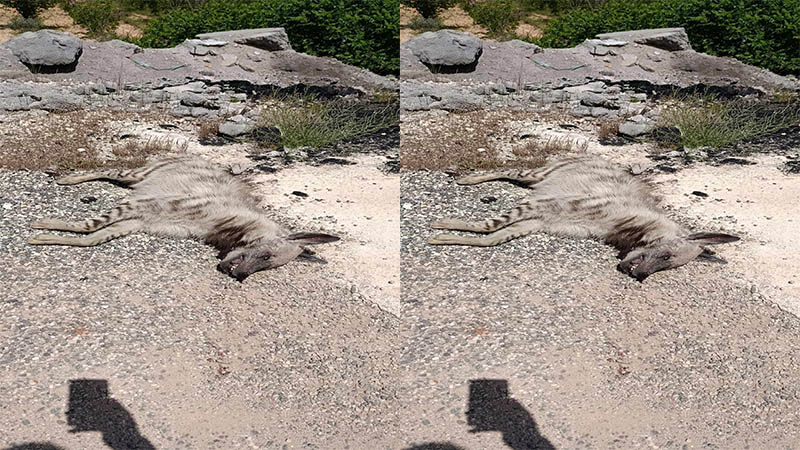 Kırmızı listede yer alıyordu! Şanlıurfa’da ölü halde bulundu