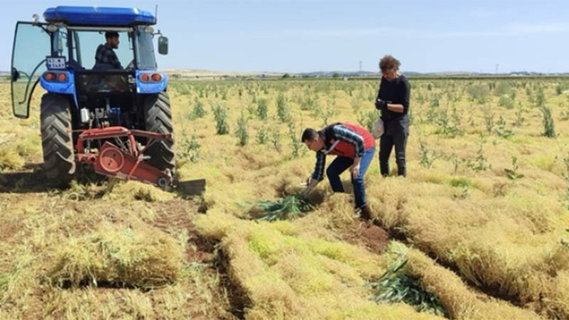 Şanlıurfa üretiminde zirvede! Hasadı başladı...