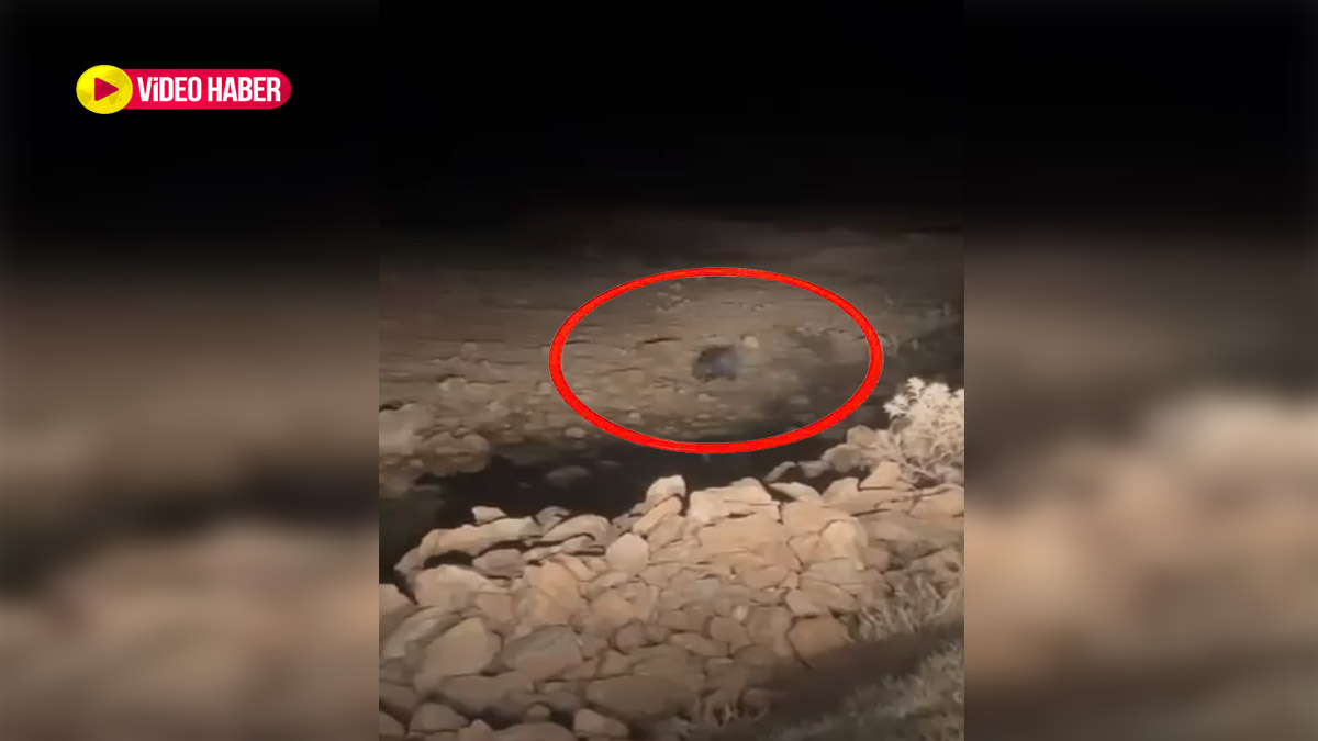 Herkes domuz sandı ama... Şanlıurfalı çiftçi tarlasına gitti, hayatının şokunu yaşadı