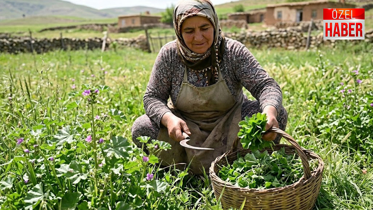 Şanlıurfa’da baharın müjdecisi tezgahlarda: Hem şifa hem lezzet...