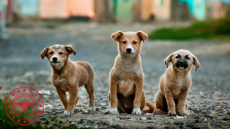 Bakanlık harekete geçti! Sağlık tesislerinde sahipsiz köpek kalmayacak