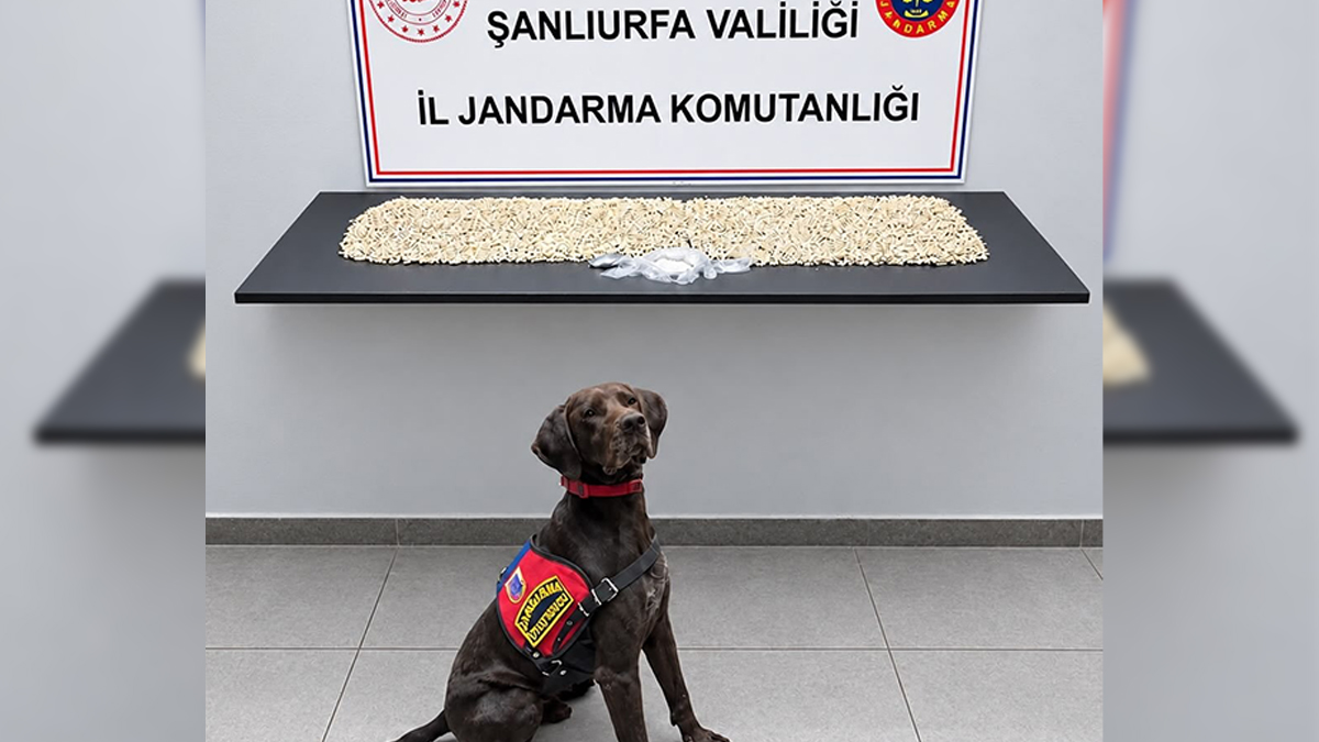 Şanlıurfa’da jandarmadan şüphelinin adresine baskın! Binlercesi ele geçirildi