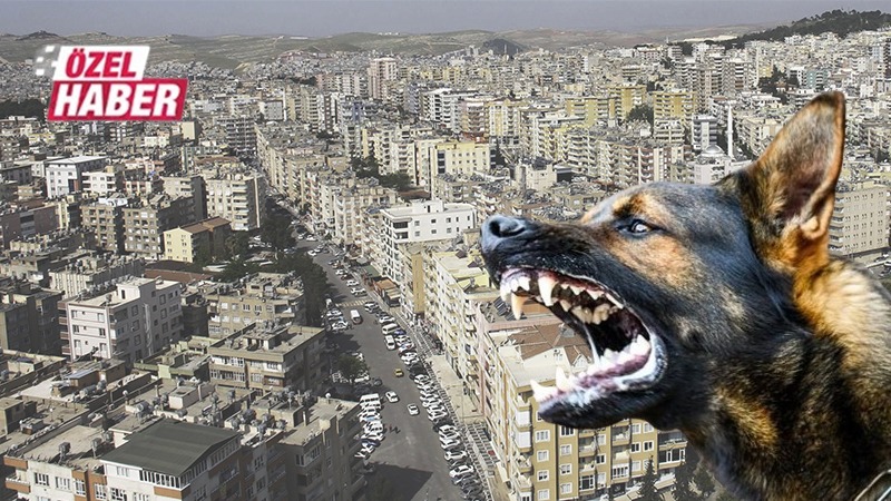 İki sebebi var... Köpek sayısının sokaklarda neden fazla olduğu ortaya çıktı