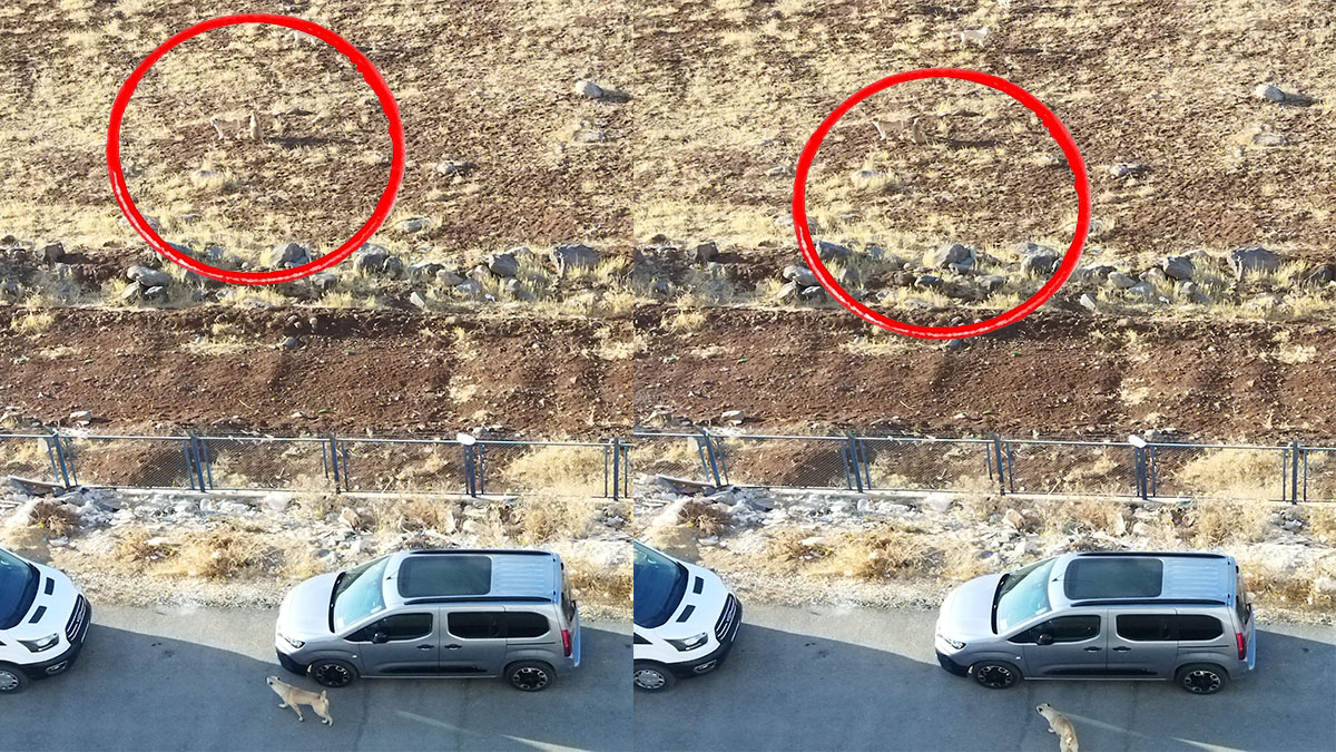 Sayıları her geçen gün artıyor: Şanlıurfa’da mahallenin kabusu oldular