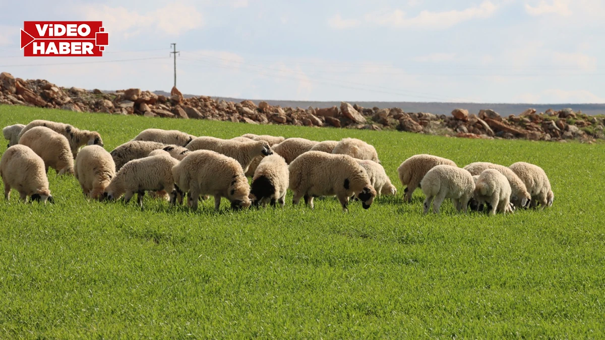 Şanlıurfa'da canlanan meralar besicilerin yüzünü güldürdü!