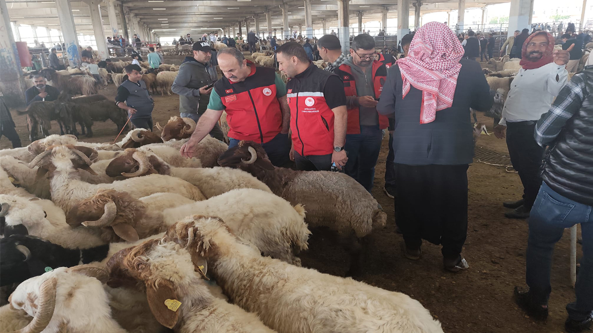 Şanlıurfa’da bulaşıcı hastalıklara karşı kurbanlık denetimi
