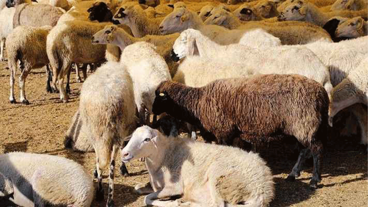 Şanlıurfa’da bin 300’den fazla küçükbaş satılacak!