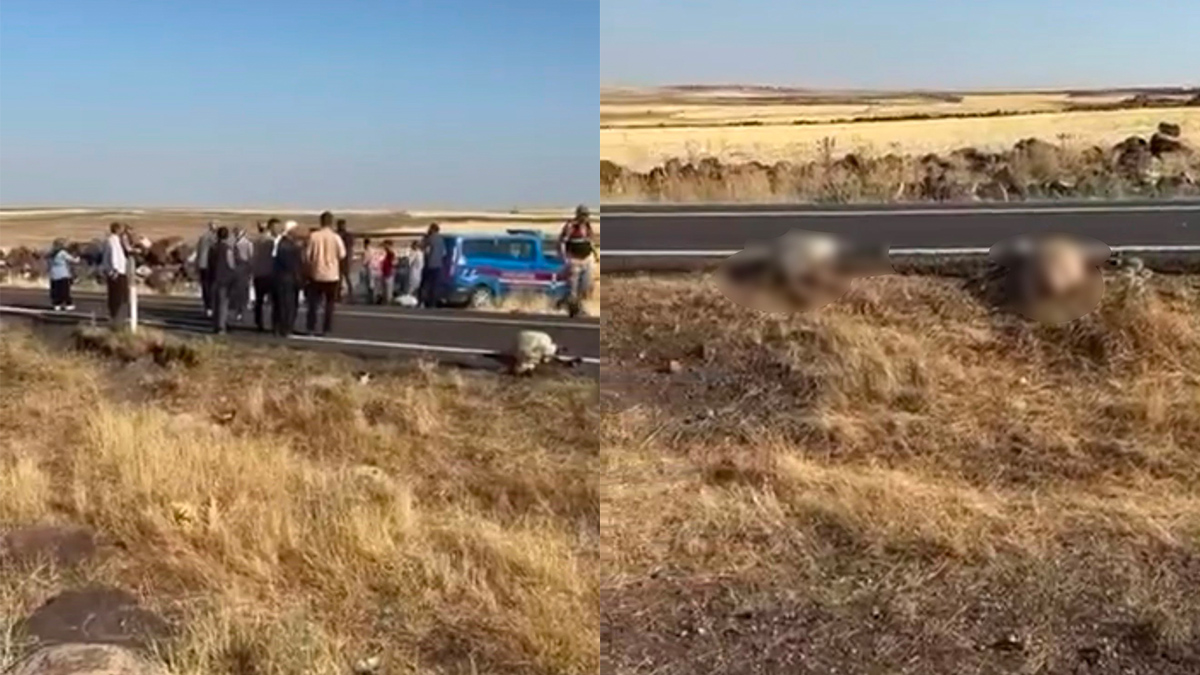 Şanlıurfa’da minibüs sürüye daldı! 25 koyun telef oldu