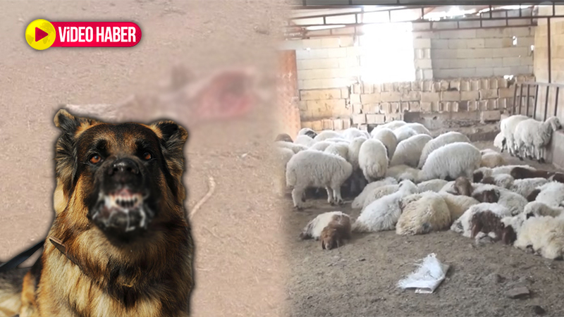 Şanlıurfa’da başıboş köpekler 30 koyunu telef etti! Asıl tehlike kuduz…