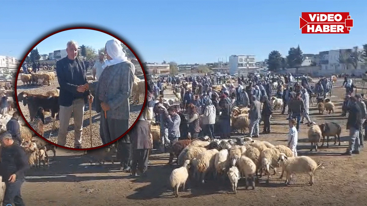 Viranşehir’de kurban telaşı başladı: Pazarda sıkı pazarlık yapılıyor