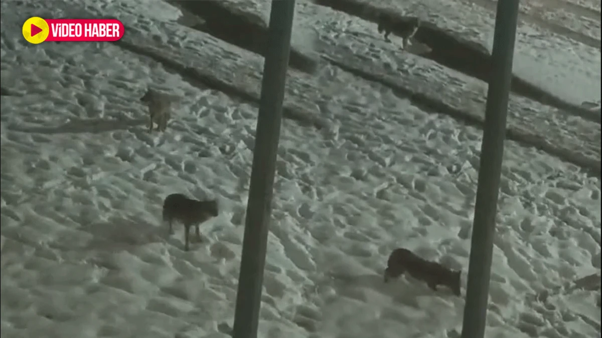 Şanlıurfa’da yerleşim alanı yakınlarında kurt görüldü