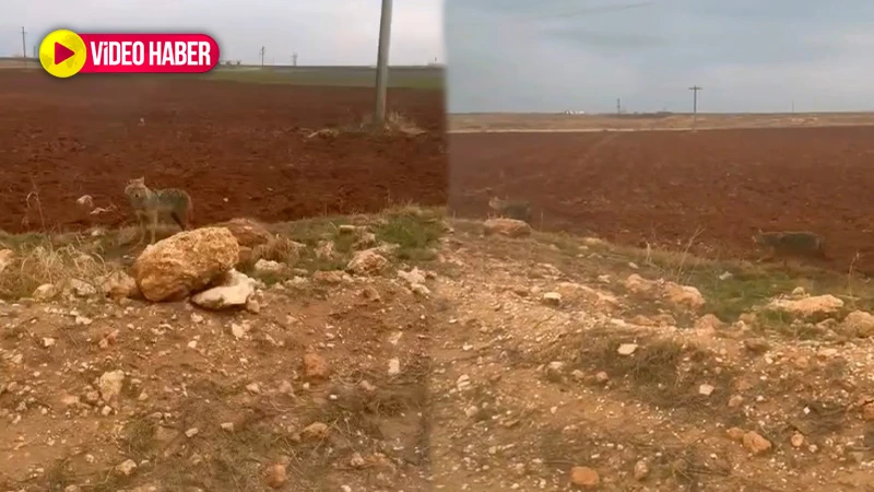 Şanlıurfa’da kurtlar köylere indi!