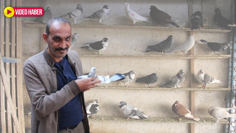 Fiyatları lüks arabaları solladı! Dünyanın en iyileri Urfa’da yetiştiriliyor!