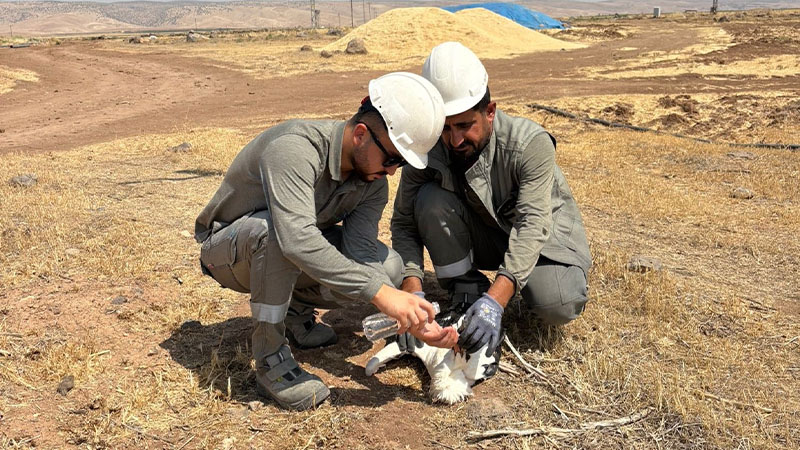 Dicle Elektrik ekipleri bitkin düşen leyleği kurtardı