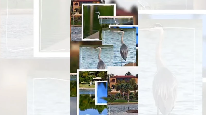 Harran Üniversitesinin maskotu 'Mavi Balıkçıl'a isim aranıyor