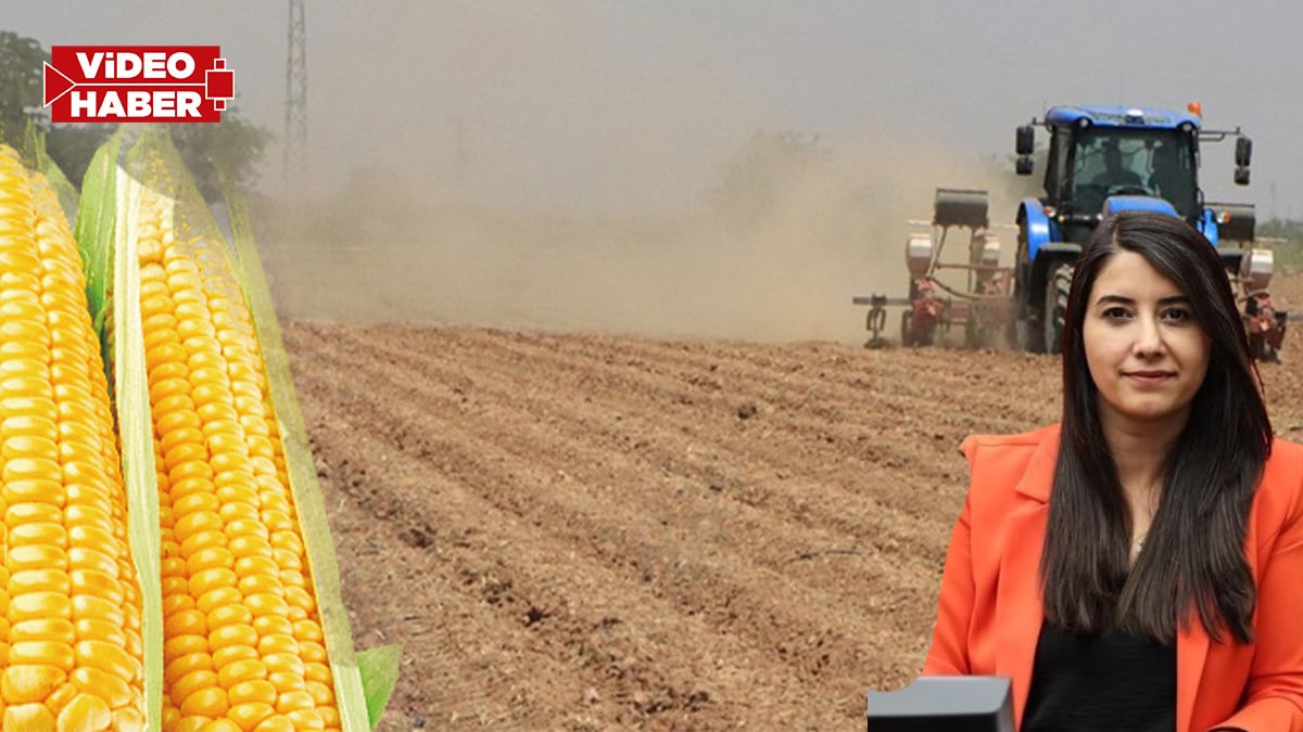 Şanlıurfa’da çiftçinin ‘ikinci ürün’ çıkmazı!  “Yasaklar derhal kaldırılmalı"