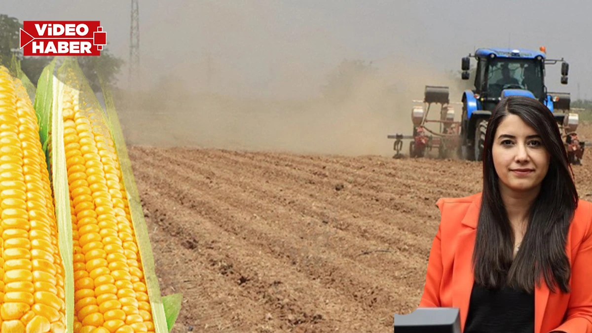 Şanlıurfa’da çiftçinin ‘ikinci ürün’ çıkmazı!  “Yasaklar derhal kaldırılmalı"