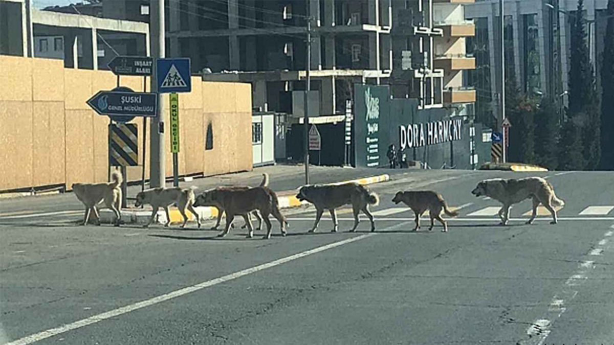 Müfettişler Şanlıurfa’ya geliyor! İhmali olan belediye yandı...