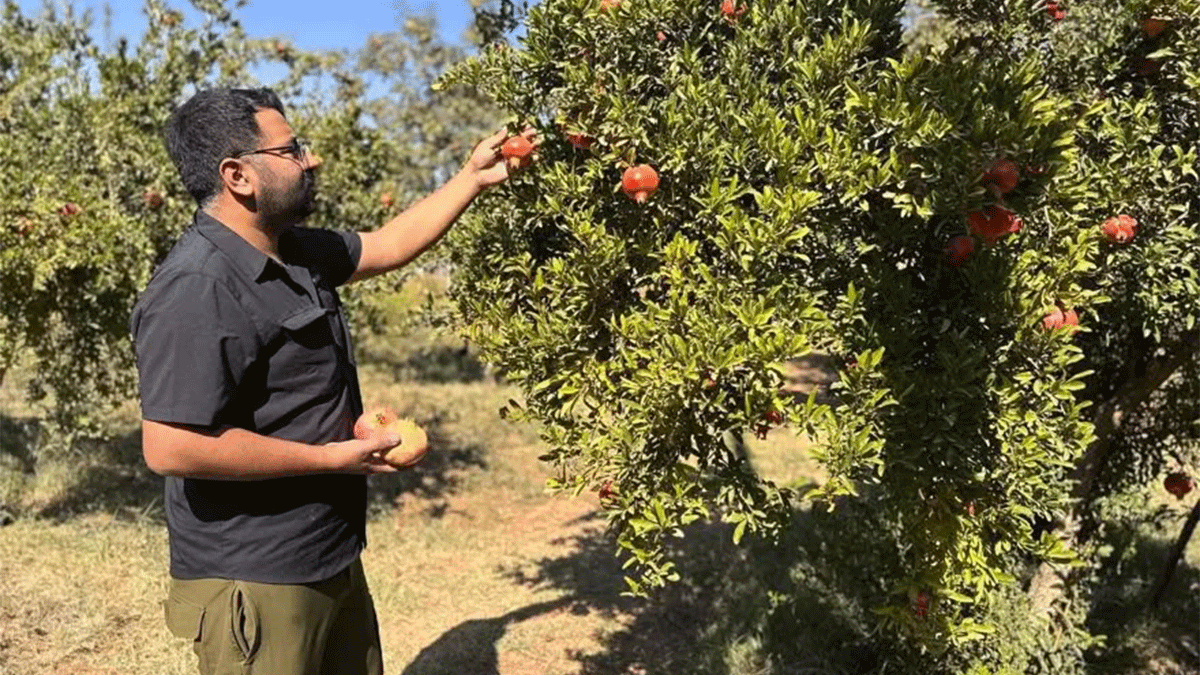 Şanlıurfa’nın tescilli ürünü için kritik uyarı! Çatlaklardan girip ürünü çürütüyor