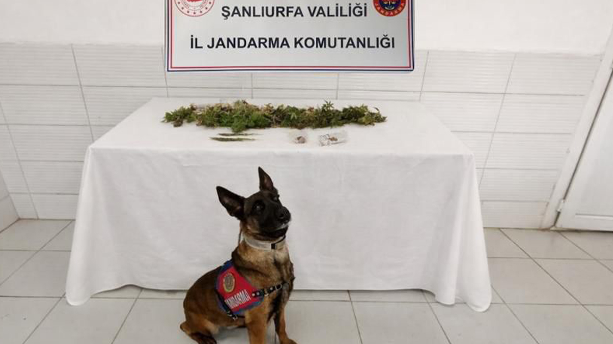 Şanlıurfa’da hassas burunlu dedektifler iş başında! Zehir tacirlerine baskın!