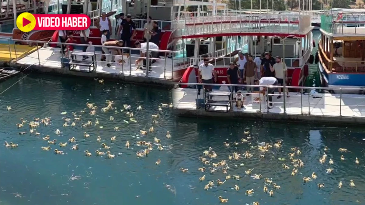 Şanlıurfa’nın saklı cennetinde 100 ördek nehre bırakıldı