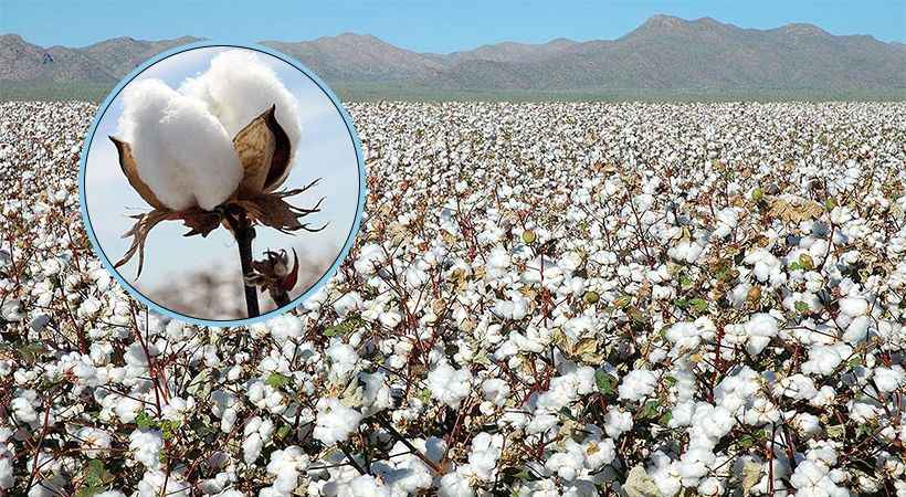 Çiftçinin gözü kulağı açıklanacak rakamda!  “35 liranın altı çiftçiye zulümdür”