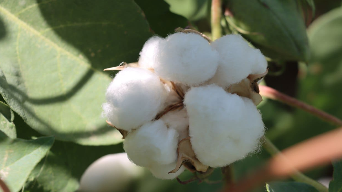 Şanlıurfa'da beyaz altın çiçek açtı