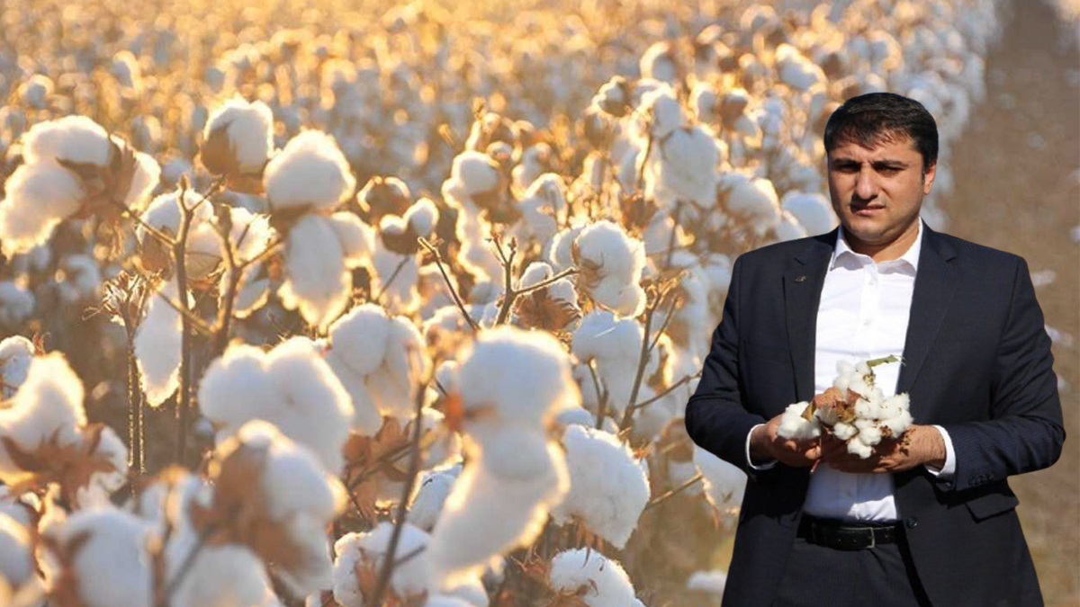 ‘Beyaz altın'da kara tablo: Şanlıurfa’da fiyat tepkisi!