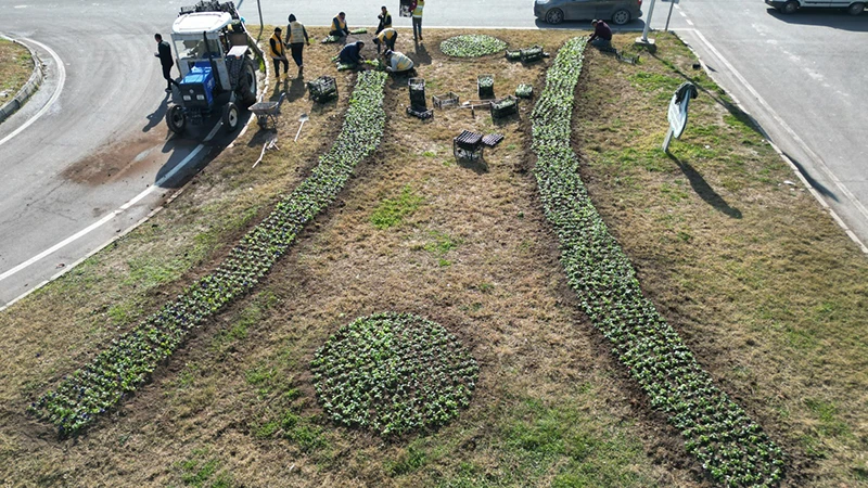 Şanlıurfa'da 1,5 milyon çiçek toprakla buluşuyor