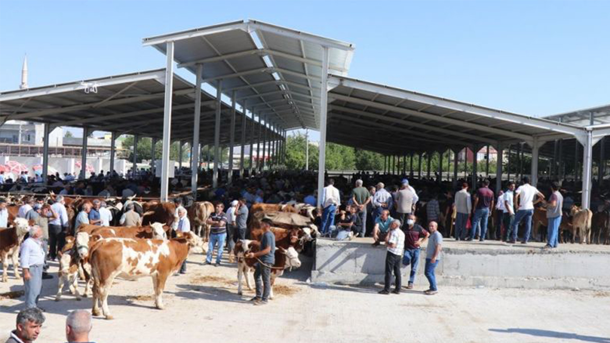 Şanlıurfa'daki kurban alıcılarını bekleyen "gizli" tehlike! Pazara gitmeden önce mutlaka okuyun