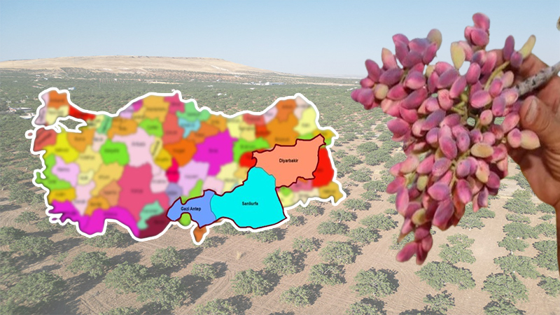 Rakamlar da fıstığın gerçek sahibini ortaya koydu! Şanlıurfa açık ara lider