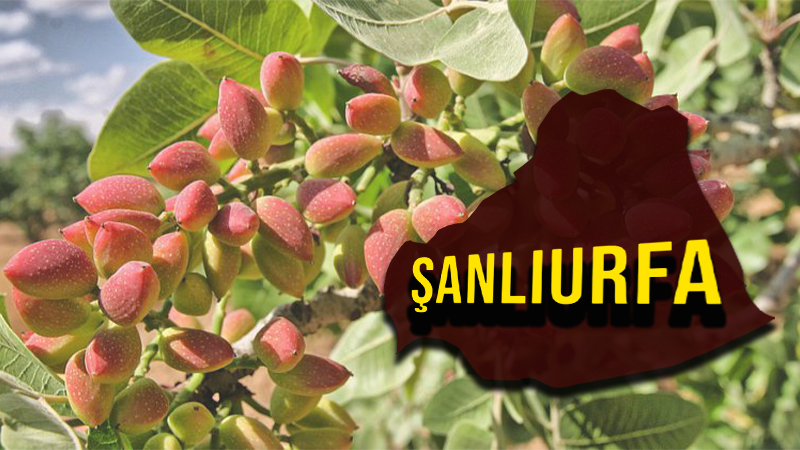 Şanlıurfa’da fıstık için rekor yılı! 850 TL…